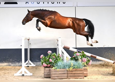 Zangersheide, Stallone, 3 Anni, 169 cm, Baio