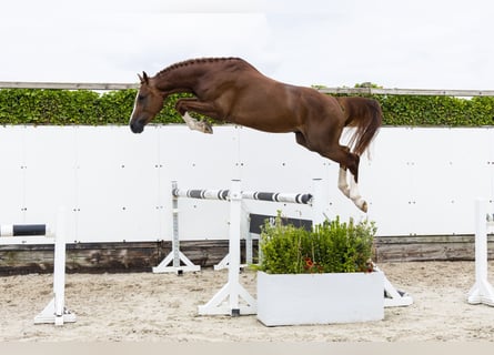 Zangersheide, Stallone, 3 Anni, 169 cm, Sauro