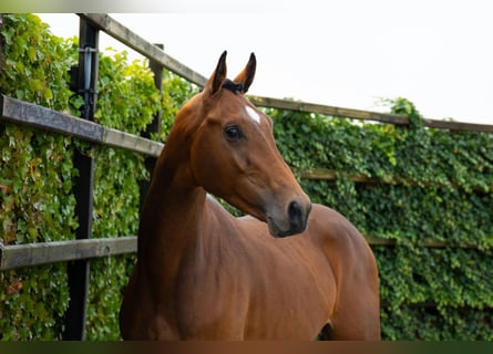 Zangersheide, Stallone, 3 Anni, 170 cm, Baio