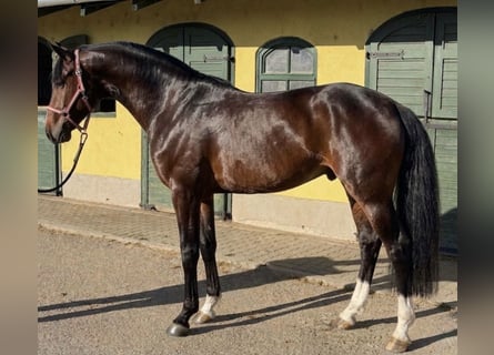 Zangersheide, Stallone, 3 Anni, 170 cm, Baio scuro