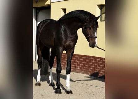 Zangersheide, Stallone, 3 Anni, 170 cm, Baio scuro