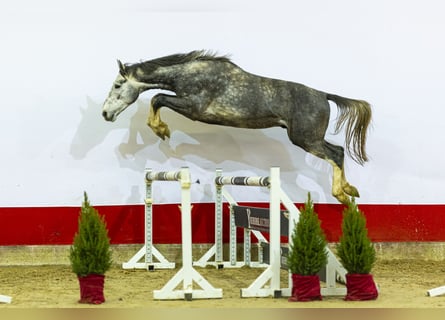 Zangersheide, Stallone, 3 Anni, 170 cm, Grigio