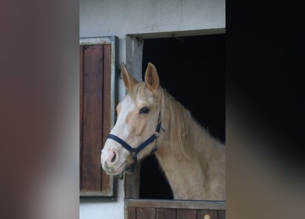Zangersheide, Stallone, 3 Anni, 170 cm, Palomino