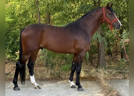 Zangersheide, Stallone, 3 Anni, 172 cm, Baio ciliegia