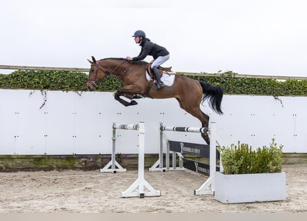 Zangersheide, Stallone, 3 Anni, 175 cm