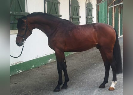 Zangersheide, Stallone, 3 Anni, Baio