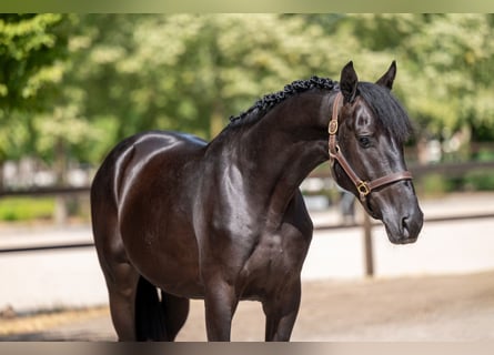 Zangersheide, Stallone, 4 Anni, 158 cm