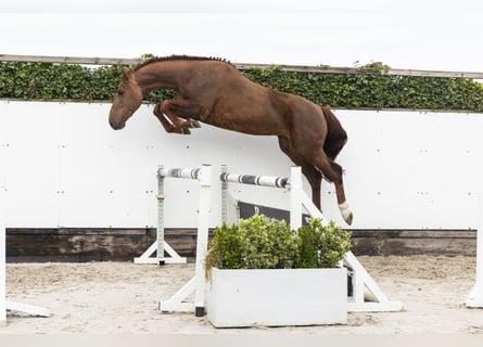 Zangersheide, Stallone, 5 Anni, 167 cm