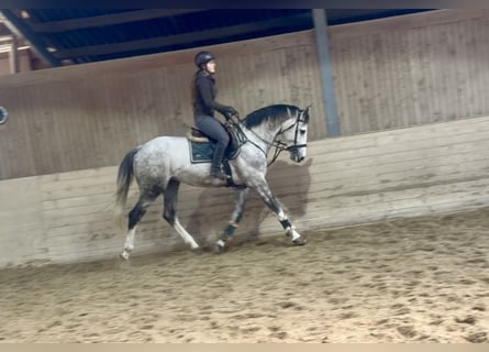 Zangersheide, Stallone, 5 Anni, 168 cm, Grigio pezzato