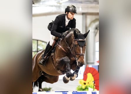 Zangersheide, Stallone, 8 Anni, 174 cm, Baio