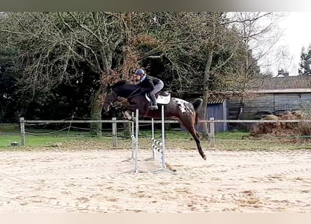 Zangersheide, Stallone, 8 Anni, 175 cm, Leopard