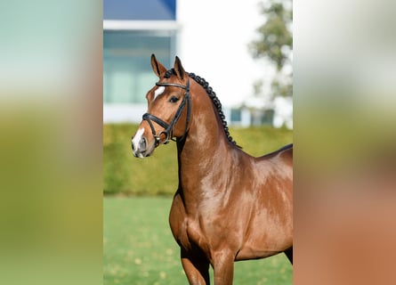 Zangersheide, Stallone, 8 Anni, 166 cm, Baio