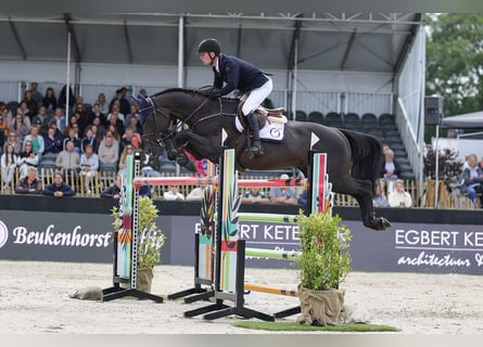 Zangersheide, Stallone, 9 Anni, 172 cm, Morello