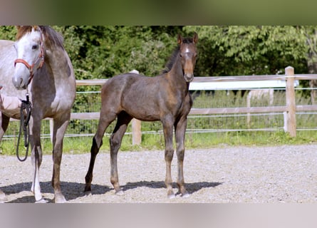 Zangersheide, Stallone, Puledri (05/2026), 170 cm, Grigio