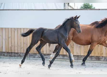 Zangersheide, Stallone, Puledri (04/2026), Morello