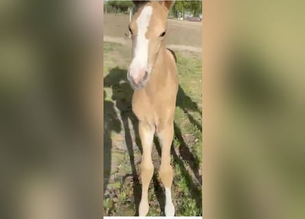 Zangersheide, Stallone, Puledri (05/2026), Palomino