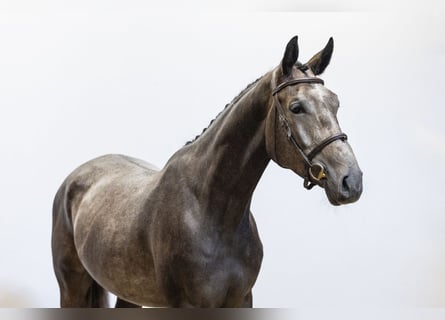 Zangersheide, Wałach, 3 lat, 162 cm, Siwa