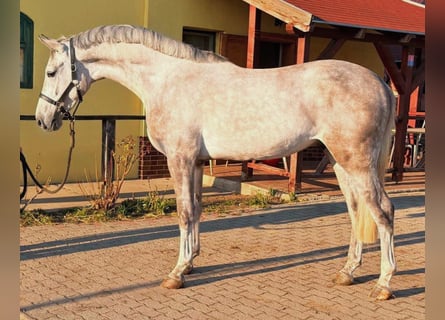 Zangersheide, Wałach, 4 lat, 168 cm, Siwa