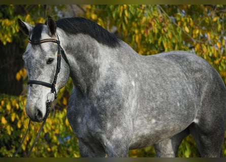 Zangersheide, Wałach, 4 lat, 172 cm, Siwa jabłkowita