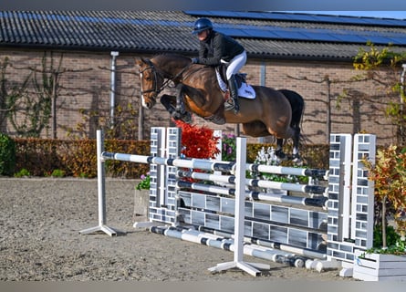 Zangersheide, Wałach, 5 lat, 160 cm, Gniada