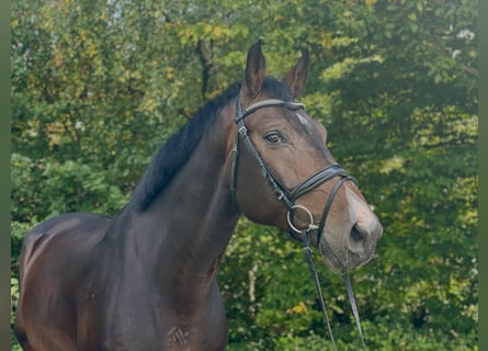 Zangersheide, Wałach, 5 lat, 168 cm, Ciemnogniada