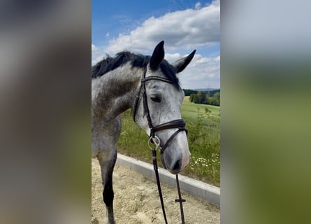 Zangersheide, Wałach, 5 lat, 168 cm, Siwa