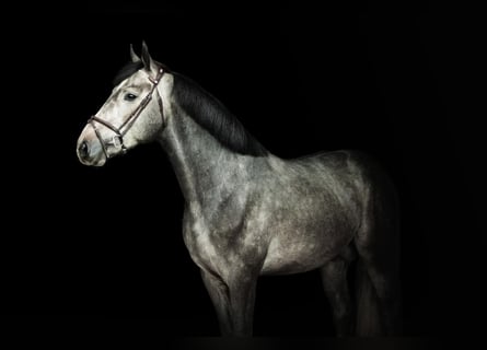 Zangersheide, Wałach, 5 lat, 169 cm, Siwa