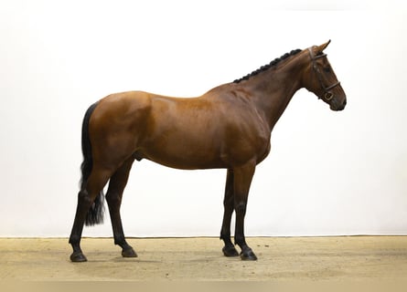 Zangersheide, Wałach, 6 lat, 165 cm, Ciemnogniada