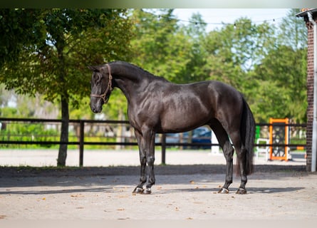 Zangersheide, Wałach, 6 lat, 166 cm, Kara