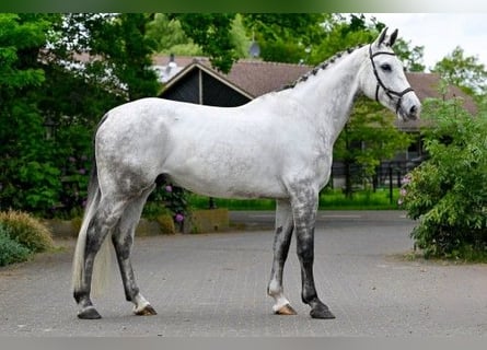 Zangersheide, Wałach, 6 lat, 174 cm, Biała