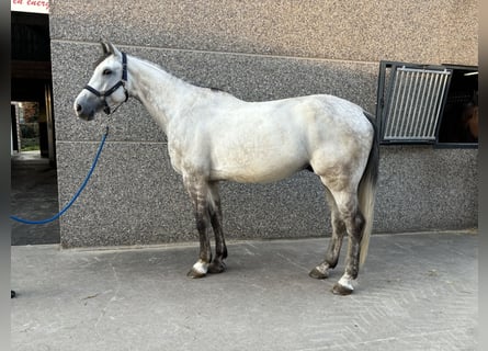 Zangersheide, Wałach, 6 lat, 174 cm, Siwa