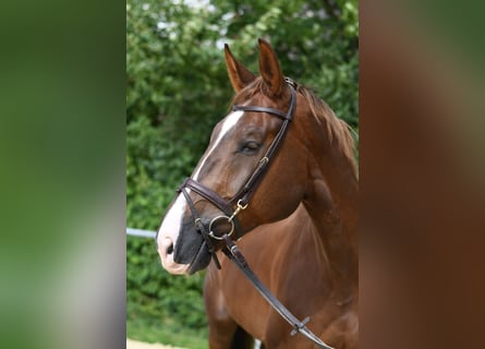 Zangersheide, Wałach, 6 lat, 175 cm, Ciemnokasztanowata