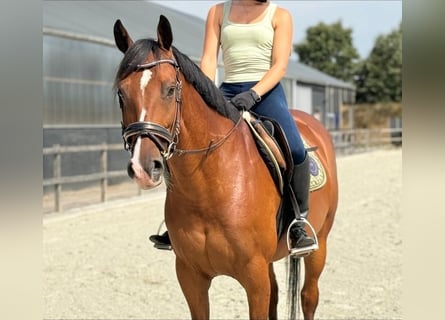 Zangersheide, Wałach, 7 lat, 160 cm, Gniada