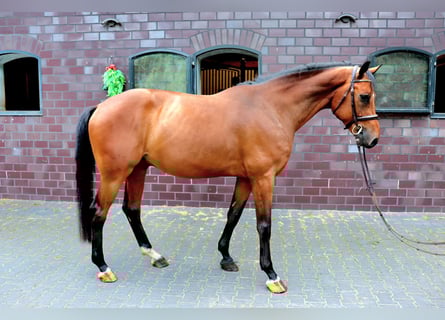 Zangersheide, Wałach, 7 lat, 168 cm, Gniada