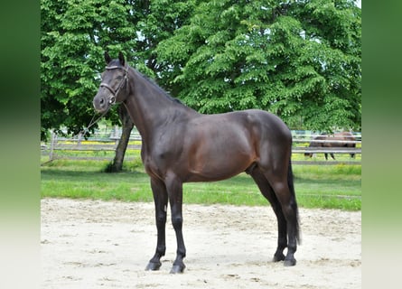 Zangersheide, Wałach, 8 lat, 174 cm, Kara
