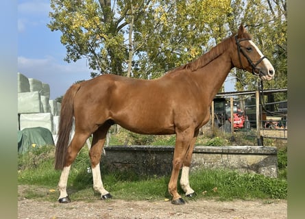 Zangersheide, Wałach, 9 lat, 158 cm, Kasztanowata
