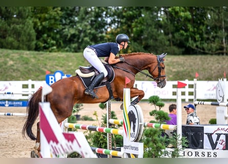 Zangersheide, Wałach, 6 lat, 170 cm, Kasztanowata