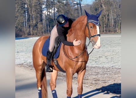 Zangersheide, Wałach, 6 lat, 176 cm, Kasztanowata