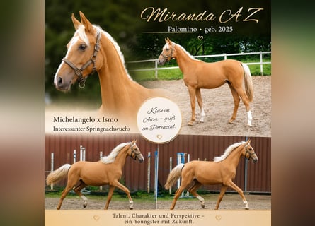 Zangersheide, Yegua, 1 año, 167 cm, Palomino