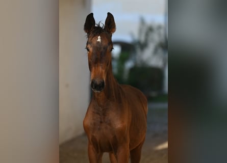 Zangersheide, Yegua, 2 años, Castaño