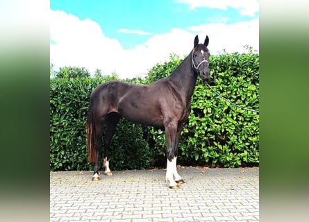 Zangersheide, Yegua, 3 años, 160 cm, Castaño oscuro