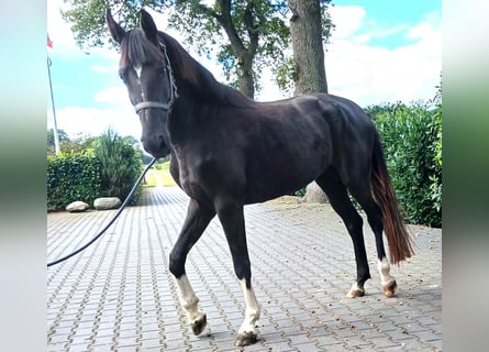 Zangersheide, Yegua, 3 años, 160 cm, Castaño oscuro