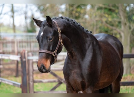 Zangersheide, Yegua, 3 años, 160 cm, Castaño oscuro