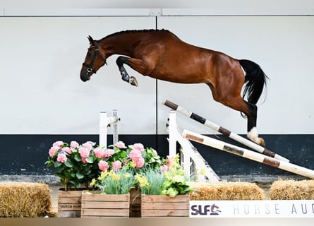 Zangersheide, Yegua, 3 años, 162 cm, Castaño