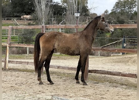 Zangersheide, Yegua, 3 años, 162 cm, Tordo