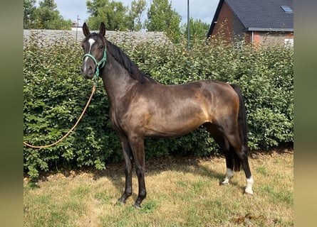 Zangersheide, Yegua, 3 años, 164 cm, Morcillo