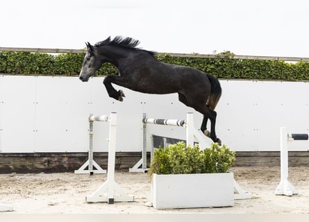 Zangersheide, Yegua, 3 años, 165 cm