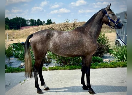 Zangersheide, Yegua, 3 años, 167 cm, Tordo
