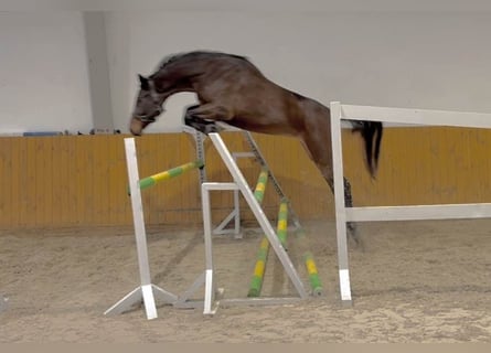 Zangersheide, Yegua, 3 años, 170 cm, Castaño