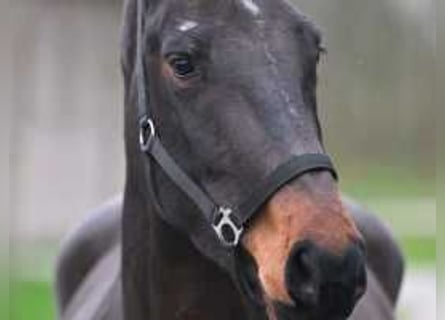 Zangersheide, Yegua, 4 años, 167 cm, Castaño oscuro